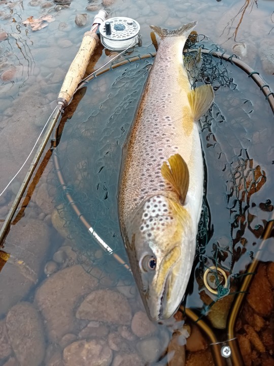 March brown feeder 3 - Seth Johnson-Marshall